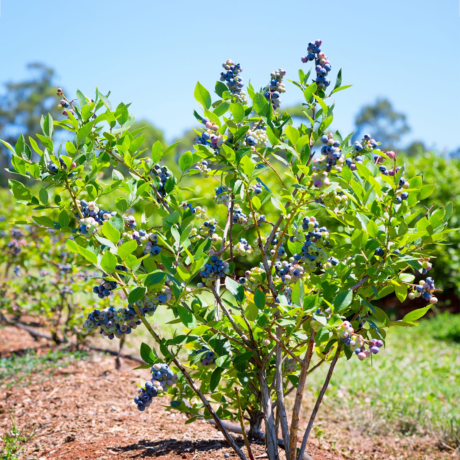 Mature blueberry bush laden with fruit